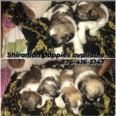 Shiranian Puppies Available 