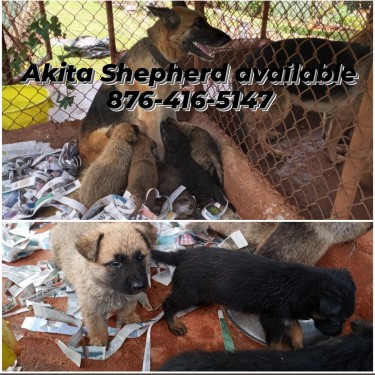 Akita Shepherd Pups Available 