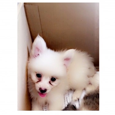 Female Pomeranian Papillon Mix 