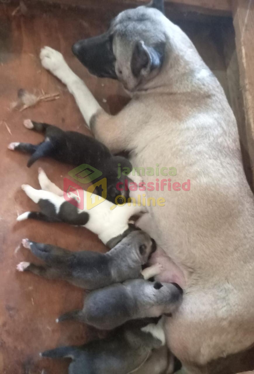 For Sale: 10 Weeks Old Akita Pups - Old Harbour