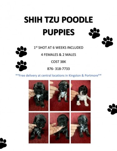 Shih Tzu Poodle Puppies