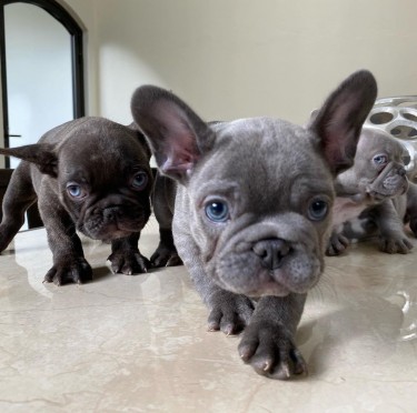 French Bulldogs  Puppies For Sale