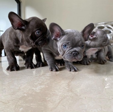 French Bulldogs  Puppies For Sale