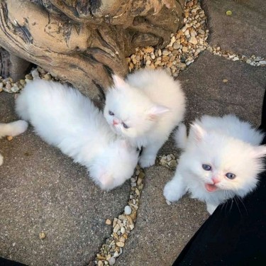 Persian Male And Female Kittens