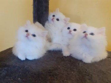 Persian Male And Female Kittens