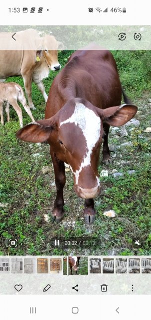 Red Poll Heifers For Sale