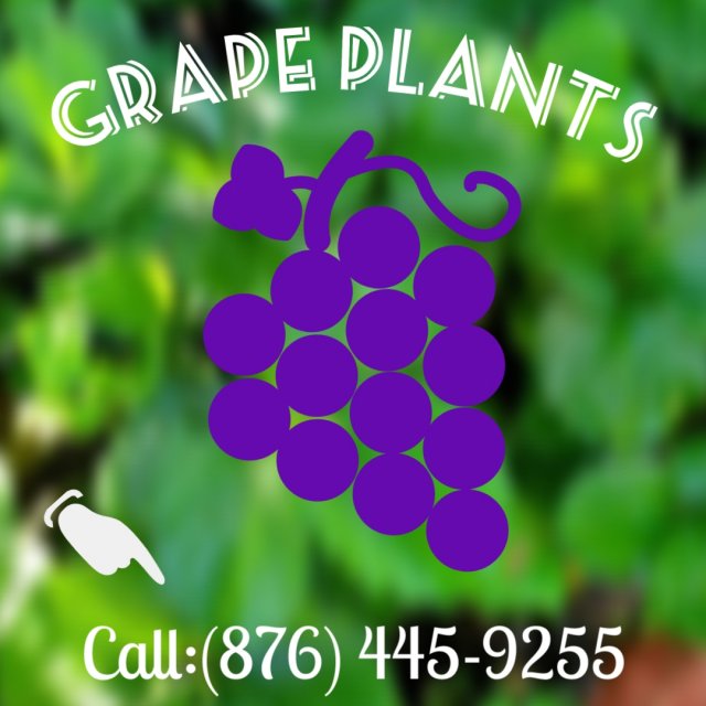 GRAPE PLANTS FOR SALE!