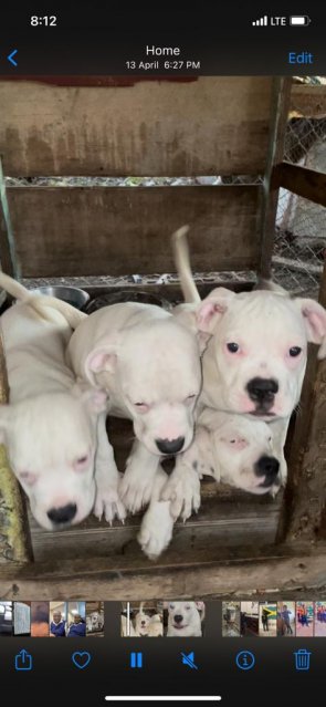 Fully Vaccinated American Bully Pit Female  Pups