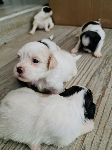 Shitz Tzu Poodle Pups For Sale