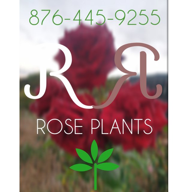 ROSE PLANTS