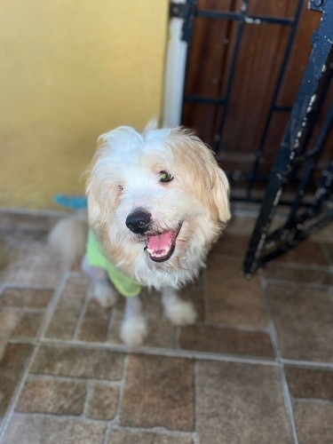 Shipoo Available For Adoption