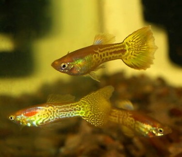 Guppies (Fish) For Sale