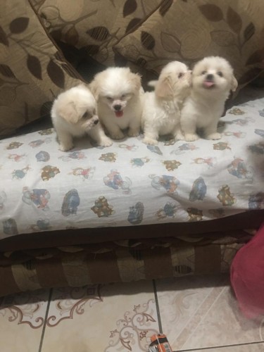 Beautiful Shitzu Puppies