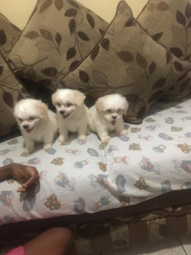 Beautiful Shitzu Puppies