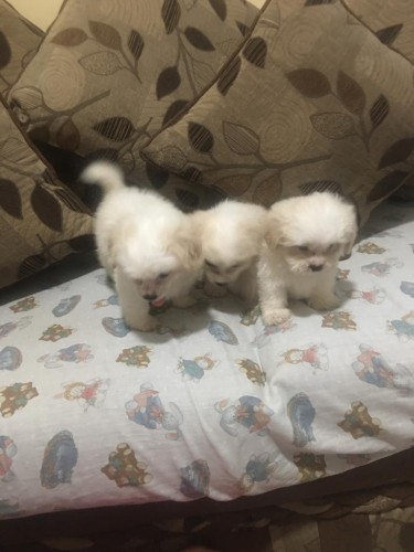 All Female Shitzu Pomeranian (whatsapp Only)