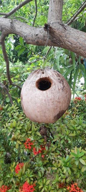 Coconut Nest