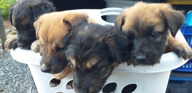 Belgian Shepard, Catahoula Mix Puppies For Sale