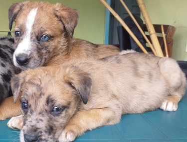Belgian Shepard, Catahoula Mix Puppies For Sale