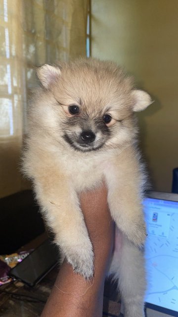 Pomeranians For Sale