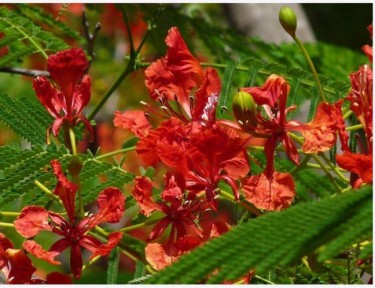 BEAUTIFUL PRIDE OF BARBADOS PLANTS FOR SALE 