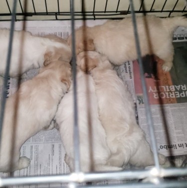 Shih-poo Puppies Available  Dogs Kingston 