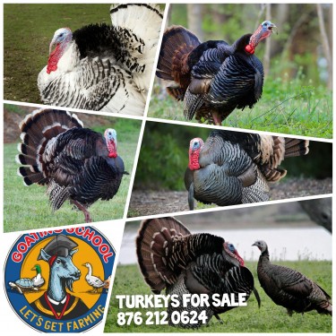 Turkeys For Sale In Jamaica