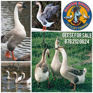 Geese For Sale In Jamaica