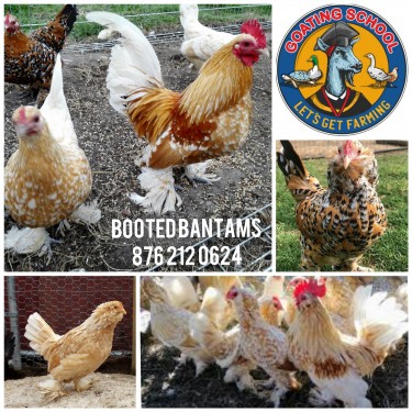 Booted Bantam Chickens 