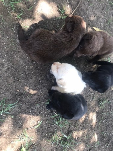 Full Bred Labrador Puppies 