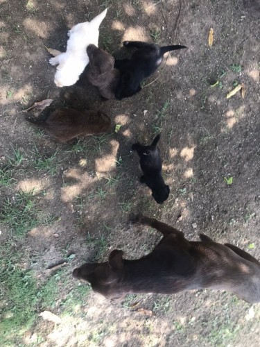 Full Bred Labrador Puppies 