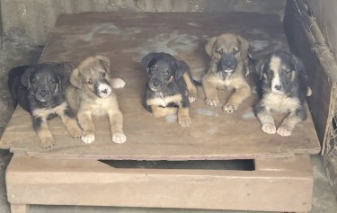 Mixed Breed Puppies - SALE !!!