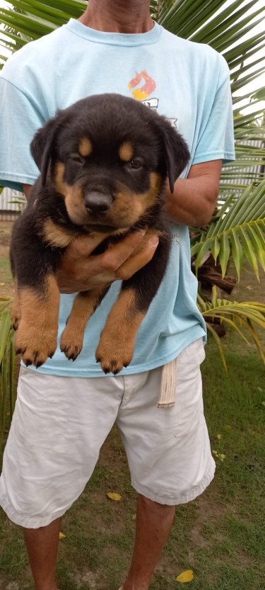 Unregistered Male Rottweilers 