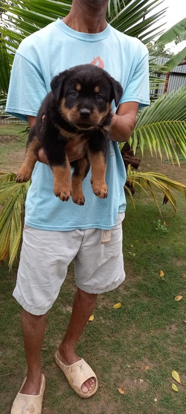 Unregistered Male Rottweilers 