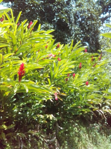 Ginger Flower/plants And Special Ferns