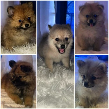 Pomeranian Puppies Available 