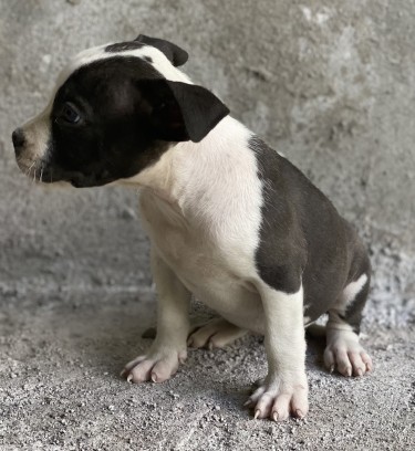 American Bully Puppies 