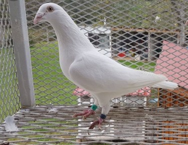 White Homing Pigeons 