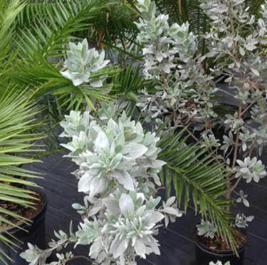 SILVER BUTTONWOOD PLANTS FOR SALE 