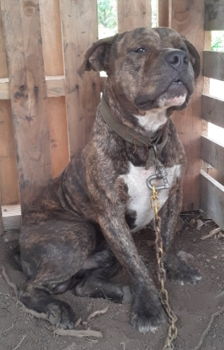 Bully (male) 1year 4months