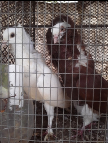 Jacobin Pigeon (pair)
