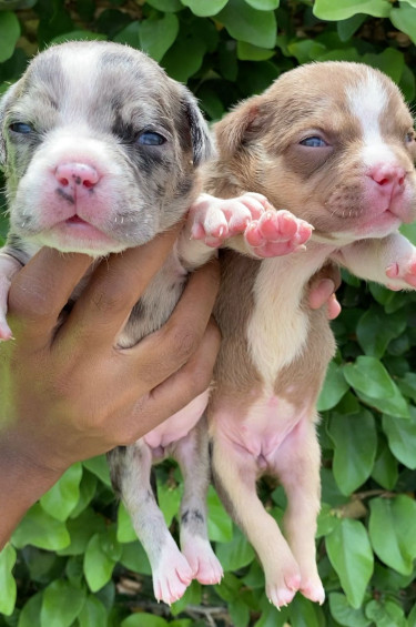 Pocket American Bully Puppies Imported Bloodline