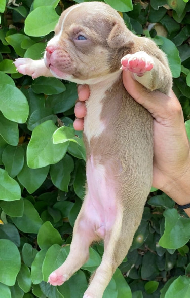 Pocket American Bully Puppies Imported Bloodline