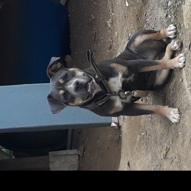 Blue Tri American Bully Pup (Female) For Sale