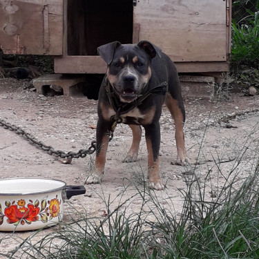 Blue Tri American Bully Pup (Female) For Sale