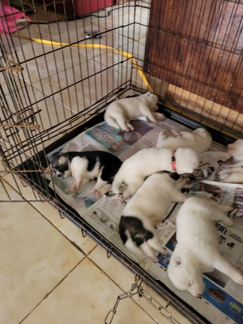 AKITA PUPPIES FOR REHOMING.