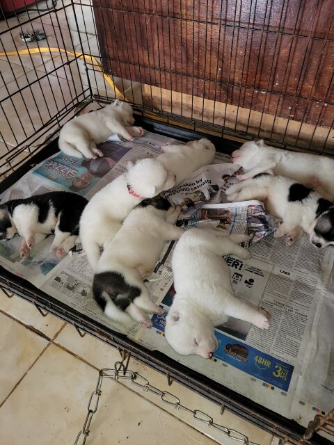 AKITA PUPPIES FOR REHOMING.