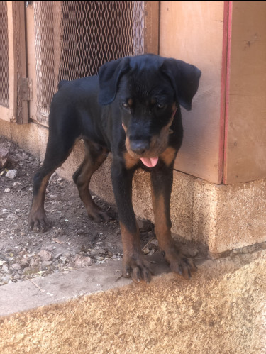 Fully Vaccinated Registered Male Rottweiler 
