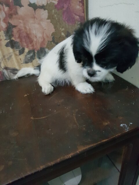 3 Months Old Female Shihtzu Poodle Puppy