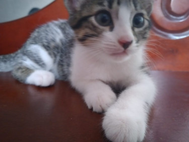 Kitten For Adoption