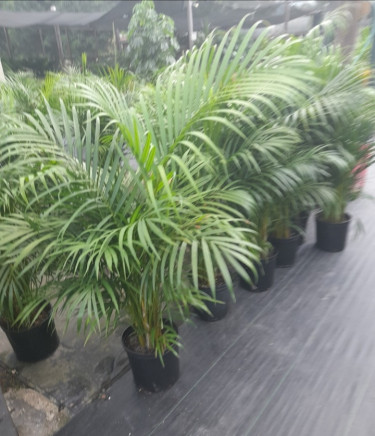 MULTIPLE ROOT ARECA PALMS FOR SALE 
